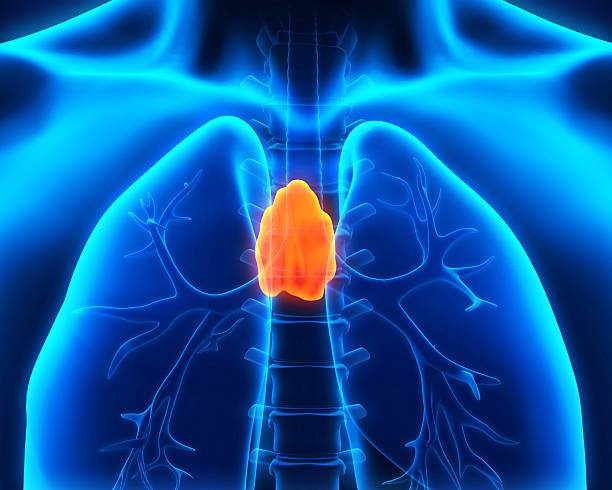 휴머니즘 흉선이 해부 - human lung x ray image x ray human spine 뉴스 사진 이미지