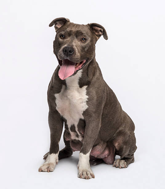 istock American Staffordshire terrier sitting 513001265