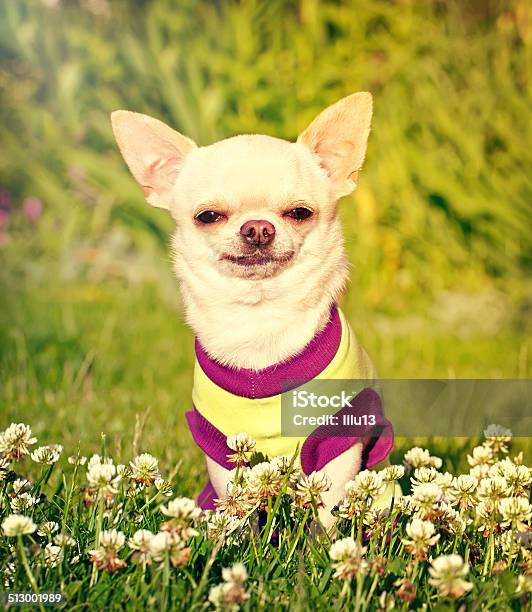 Smiling Dog Stock Photo - Download Image Now - Yard - Grounds, Chihuahua - Dog, Animal