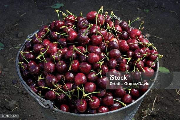 Closeup Of Harvested Cherries In Pail Stock Photo - Download Image Now - Agriculture, Bing Cherry, Bucket