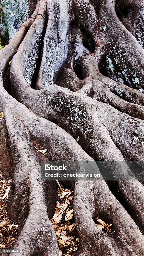 Tree Roots Roots of a large tree. Abstract Stock Photo