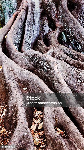 Tree Roots Stock Photo - Download Image Now - Abstract, Aging Process, Branch - Plant Part