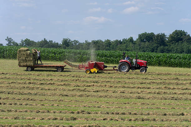 agricoltori baling fieno - hay wheat bale stacking foto e immagini stock