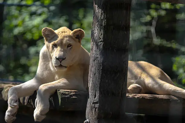 An alert lioness stares