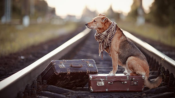 istock The red dog sits on a suitcase on rails 513019915