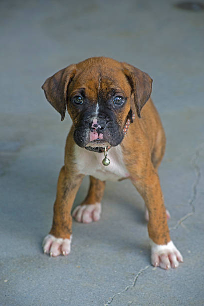 istock Baby Boxer Bulldog standing looking at the camera. 513019917