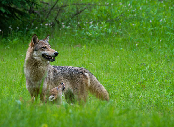 istock Gray wolf and cub in green grass. 513020465