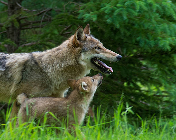 istock Gray Wolf and pup in green grass. 513020503