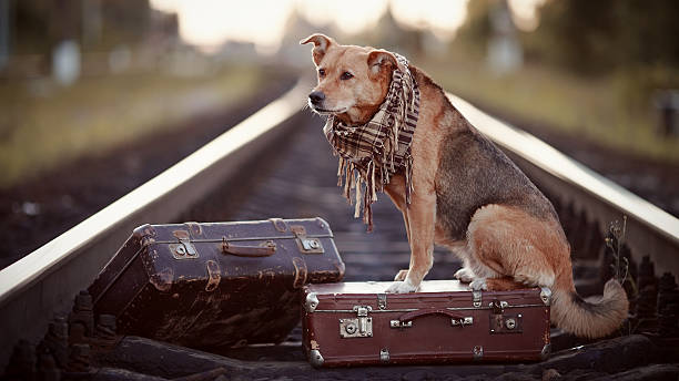 istock The red dog sits on a suitcase on rails 513021083