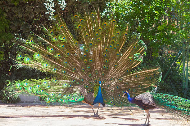 istock peacock with colorful tail fanned 513021529