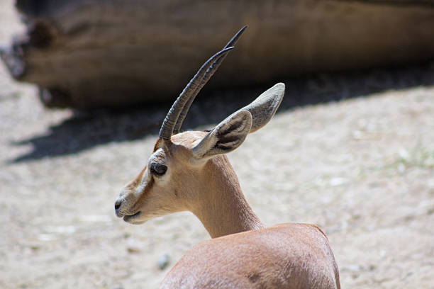 The dama gazelle, addra gazelle, or mhorr gazelle living on natural habitat in Al Ain zoo.