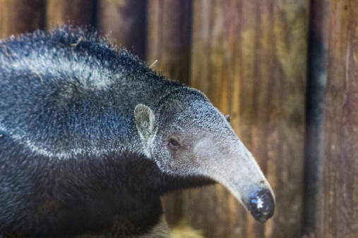 Anteater With Long Trunk Stock Photo - Download Image Now - Animal, Animal  Wildlife, Anteater - iStock