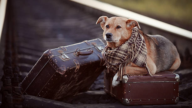istock Dog on rails with suitcases. 513024149