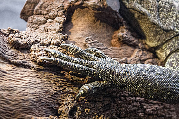 istock detail from the clutches of a large lizard 513024277