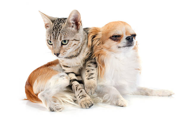 istock bengal cat and chihuahua 513024289