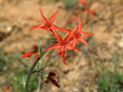 Ipomopsis aggregata, Scarlet gilia or skyrocket. Photo taken in Bryce Canyon National Park, Utah. It is a species of flowering plant in the phlox family (Polemoniaceae). It is commonly known as Scarlet Trumpet, Scarlet Gilia, or Skyrocket. It is native to western North America, found from the semi-desert to montane zones.