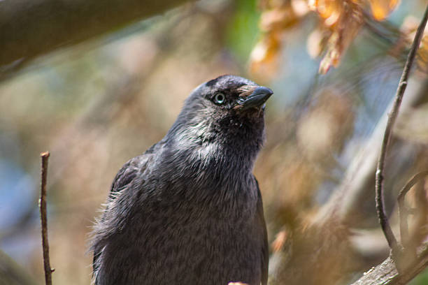 istock glossy black bird with blue eyes 513024463