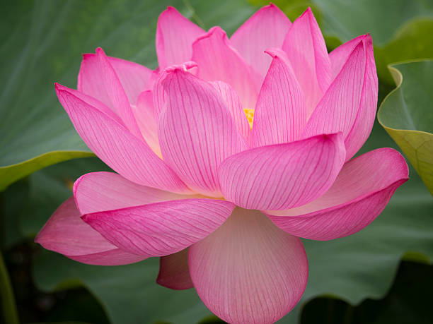 istock Flowering lotus flower. 513024723