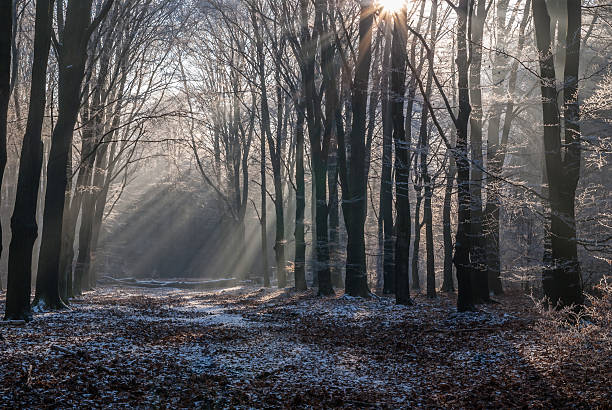 Icy morningsun breaking through leafs of National Park the Veluwe stock photo