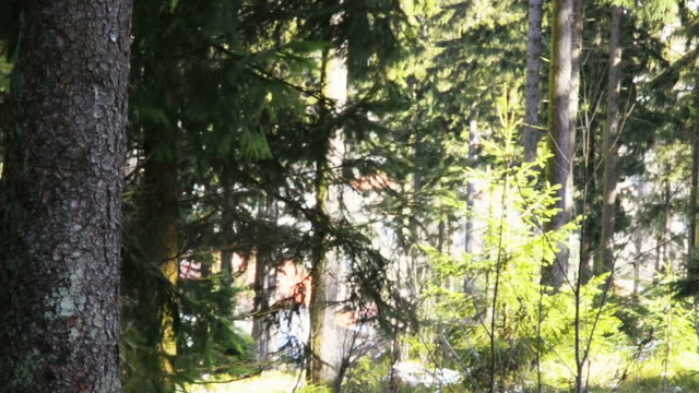 Beautiful trees in an Austrian forest