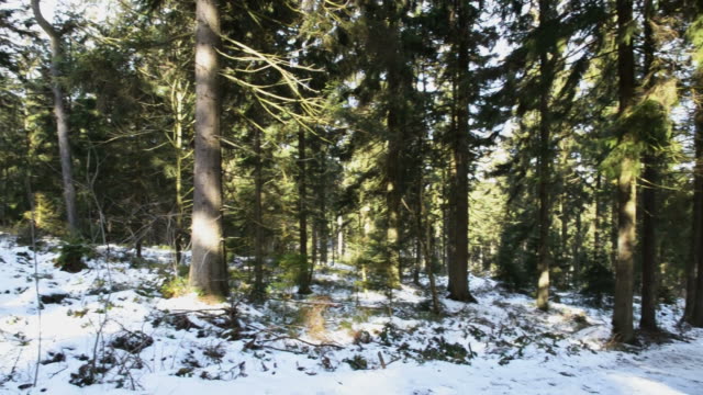 Beautiful trees in an Austrian forest