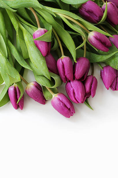 istock Tulips flowers with drops of dew 513039078