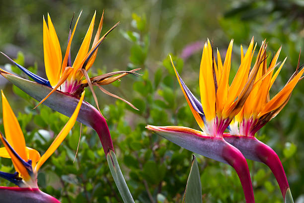 istock Blooming flower of tropical Strelitzia reginae 513040500