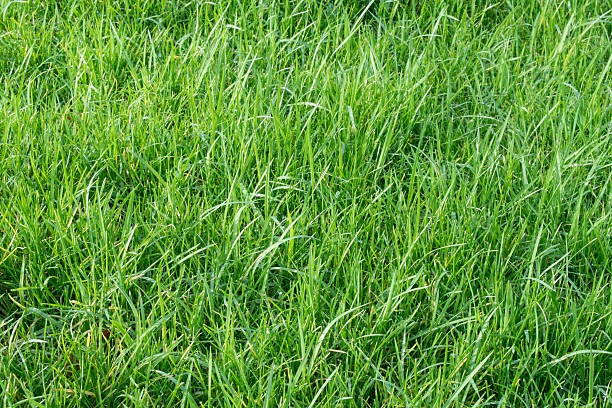 istock Green life in January 513041094