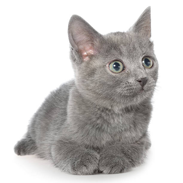 istock Small gray shorthair kitten lie 513041244
