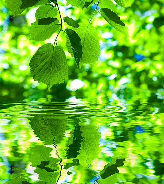 istock green fresh foliage on water 513041472
