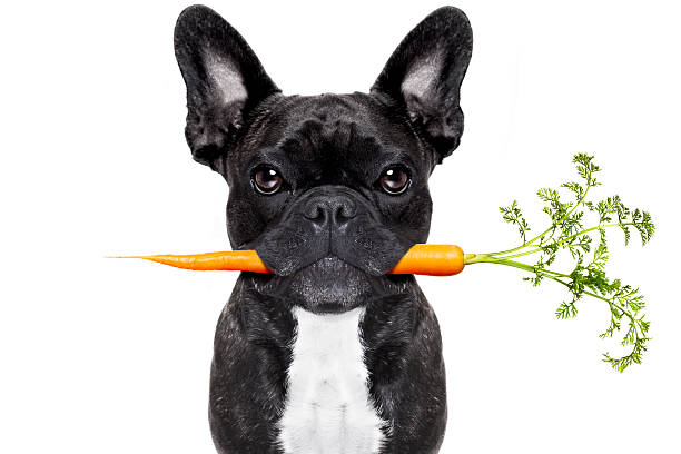 comida saludable perro - dog vegetable carrot eating fotografías e imágenes de stock