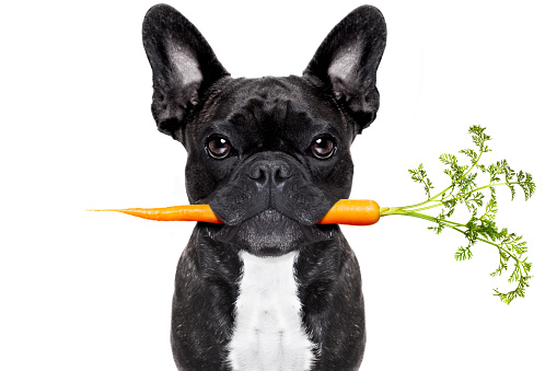 healthy food eating french bulldog with vegan or vegetarian carrot in mouth, isolated on white background