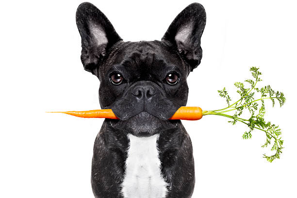 healthy food dog healthy food eating french bulldog with vegan or vegetarian carrot in mouth, isolated on white background fat nutrient photos stock pictures, royalty-free photos & images