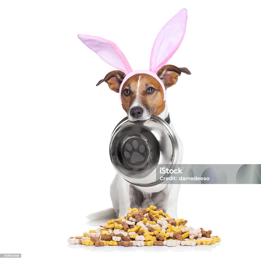 easter bunny hungry dog easter bunny ears jack russell dog , hungry with  food bowl in mouth, behind mound of bowl , isolated on white background Cookie Stock Photo