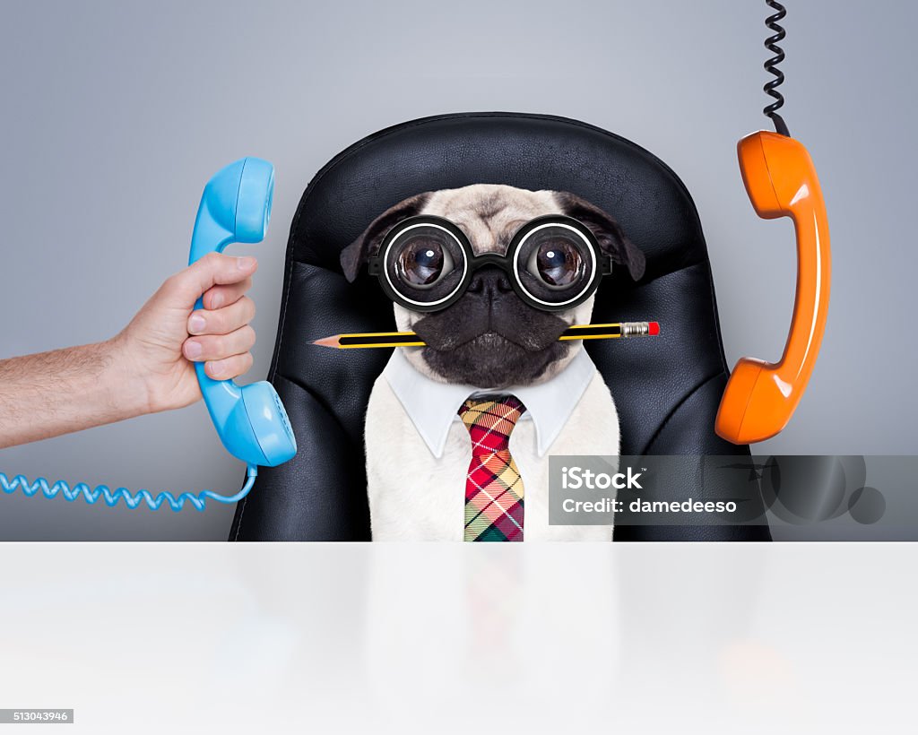 office worker boss dog office businessman pug  dog  as  boss and chef , busy and burnout , sitting on leather chair and desk, telephones hanging around Humor Stock Photo