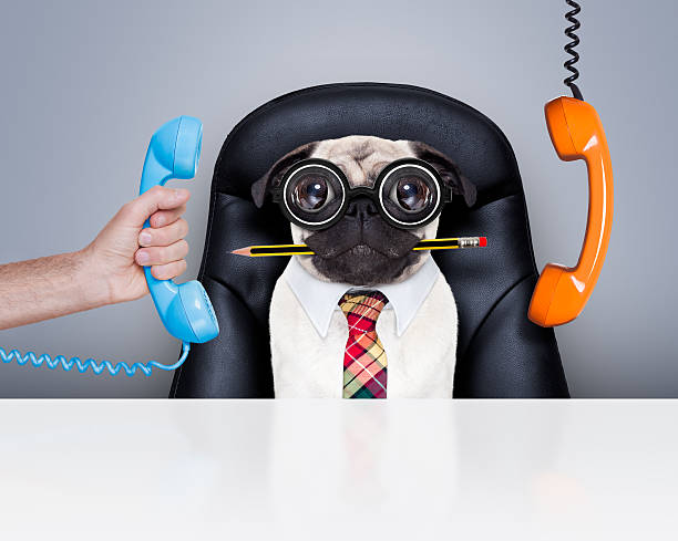 office worker boss dog office businessman pug  dog  as  boss and chef , busy and burnout , sitting on leather chair and desk, telephones hanging around overworked photos stock pictures, royalty-free photos & images