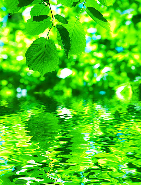 istock leaves and water 513044124