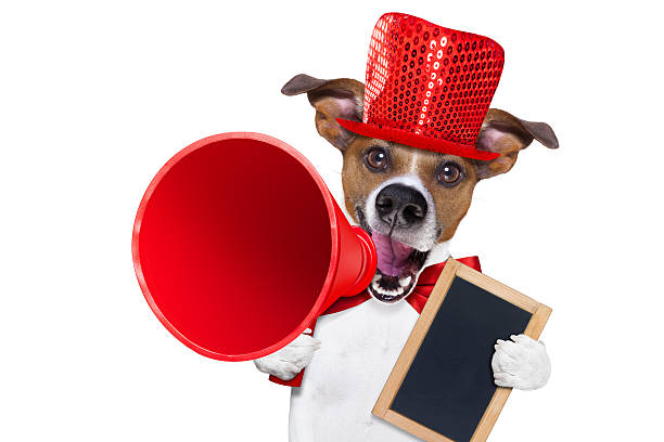 istock dog sale megaphone 513044338