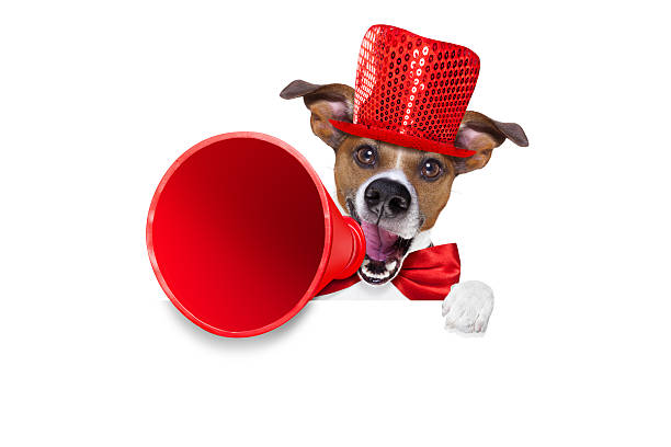 istock dog sale megaphone 513044380
