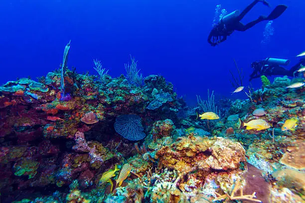 Colorfull reef and group of divers, Cayo Largo, Cuba