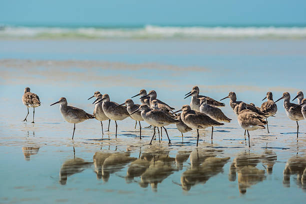 istock Willet Birds of Florida 513045042