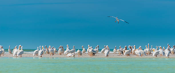 istock White Pelicans Colony Florida's Wildlife 513045104
