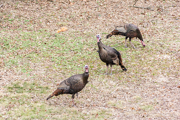 istock Turkey birds invade my property 513045446