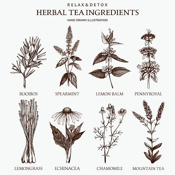 ilustrações, clipart, desenhos animados e ícones de vetor decorativos conjunto de ervas vintage desenho - chamomile chamomile plant tea herbal medicine