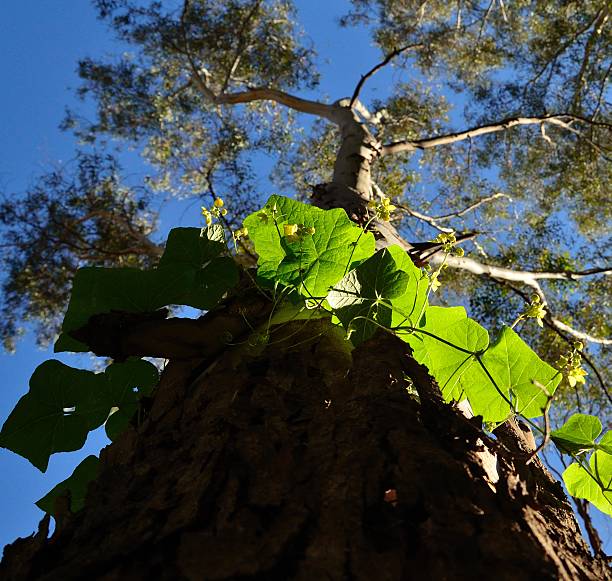 istock Climbing plant around of eucalyptus 513046088