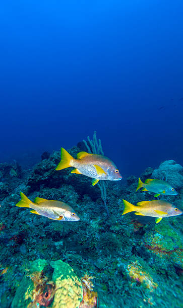 istock School of snappers, Cayo Largo 513046174