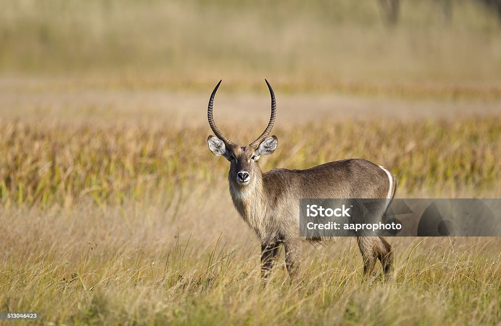 Waterbuck in marshland grass A Common Waterbuck (kobus ellipsiprymnus) stood in marshland grass against a blurred natural background, South Africa Adult Stock Photo