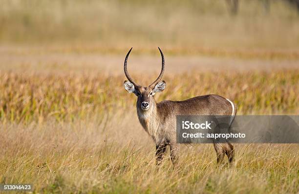 Waterbuck In Marshland Grass Stock Photo - Download Image Now - Adult, Africa, Animal