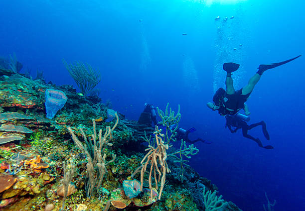 Soft Corals near Cayo Largo, Cuba