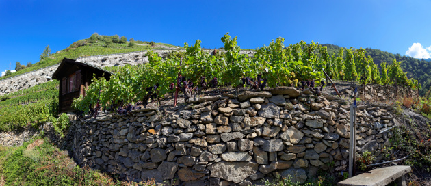 Vineyards in Visperterminen, Switzerland - Highest vineyards in Europe. Surrounded by Switzerland's highest mountains, the vineyards of Visperterminen flourish at altitudes of up to 1,200 m (4,000 ft).